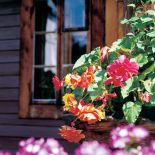 Wzdłuż domu wystawia skrzynki z begoniami, niektóre kwiaty mają już po 30 lat i cebulki są wielkie jak pięść.