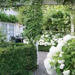 Wzdłuż ścieżki usadowiły się hortensje Anabelle