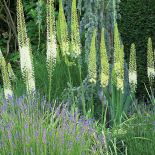 Z prowadzonego pod linijkę ogród staje się dziki, nieokiełznany.