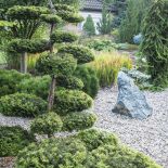 Zakątek w stylu japońskim: bonsai z cisa, kamień z serpentynitu, tsugi i świerk Inversa .