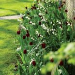 Zapraszamy kwiaty do ogrodu