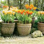 Zapraszamy kwiaty do ogrodu