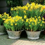 Zapraszamy kwiaty do ogrodu