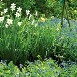 Zapraszamy kwiaty do ogrodu