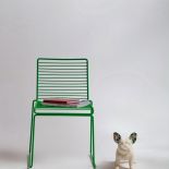 Z miłości do buldożka francuskiego