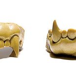 Zęby wilkołaka używane przez Michaela Jacksona w teledysku ?Thriller?.