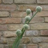 Aranżacja wnętrz zielenią