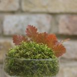 Aranżacja wnętrz zielenią