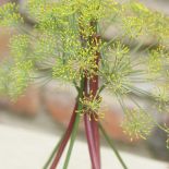 Aranżacja wnętrz zielenią