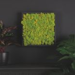 Zielona ściana z chrobotka reniferowego, Dowsing and Reynolds, dowsingandreynolds.com