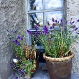 jak dbać o lawendę zimą