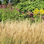 Zimą trawy są pięknie oszronione. Ogród pod sosnami
