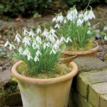 Znajduje się na tyłach posiadłości. Dopiero stąd ukorzenione rosli trafiają do właściwego ogrodu.