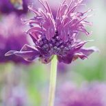 Pysznogłówka kiedy kwitnie