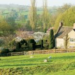 Żonkile, pierwiosnki i czosnek. Żonkile, pierwiosnki i czosnek