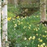 Żonkilowa łaczka nad brzegiem rzeczki.