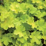 Żurawka 'Citronella'