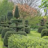 Żywopłot i geoemtrycznie ukształtowane bukszpany.