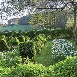 Żywopłot i geoemtrycznie ukształtowane bukszpany.