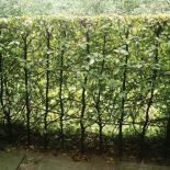 Ogród pełen traw i żywopłotów