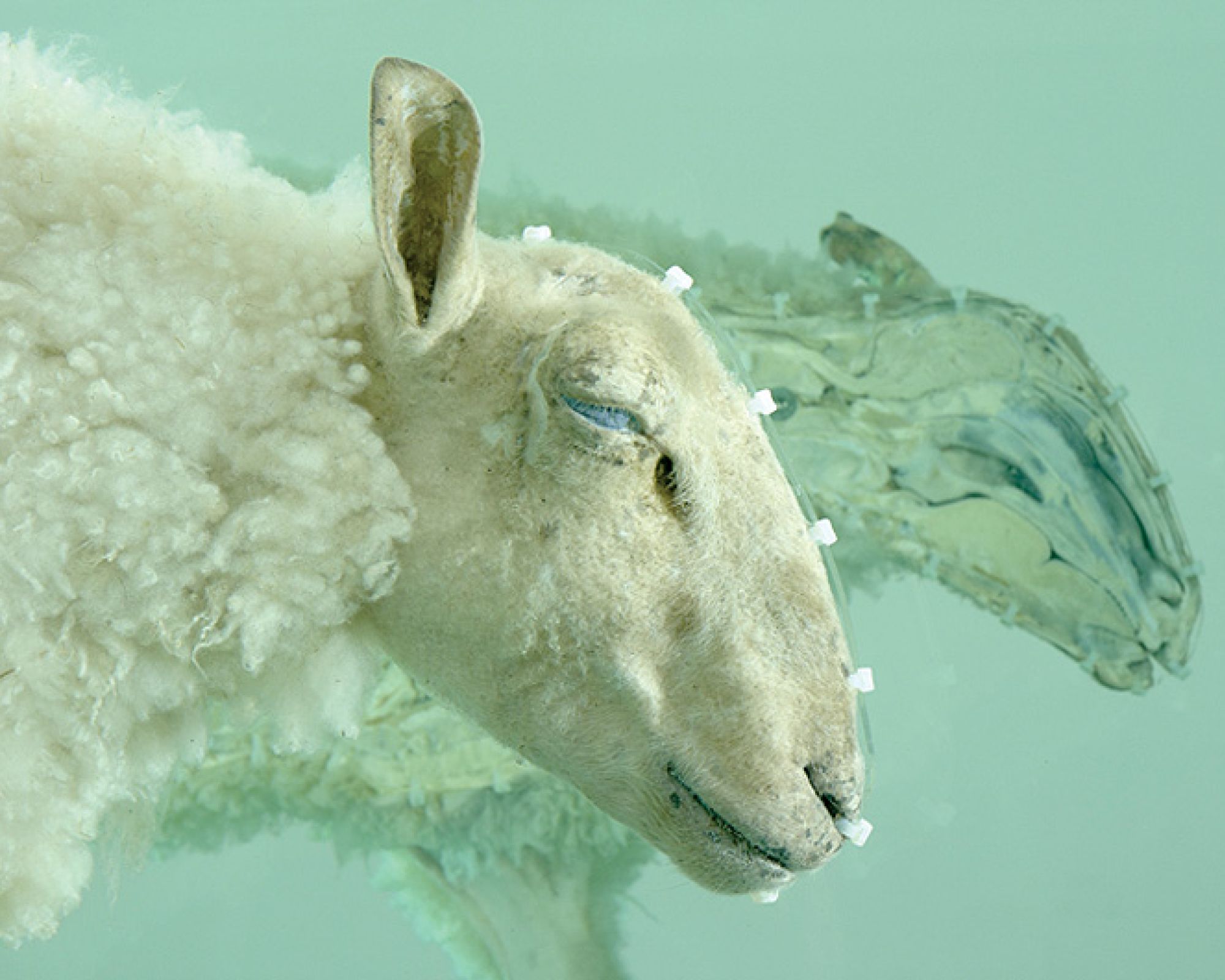 Napięcie premilenijne