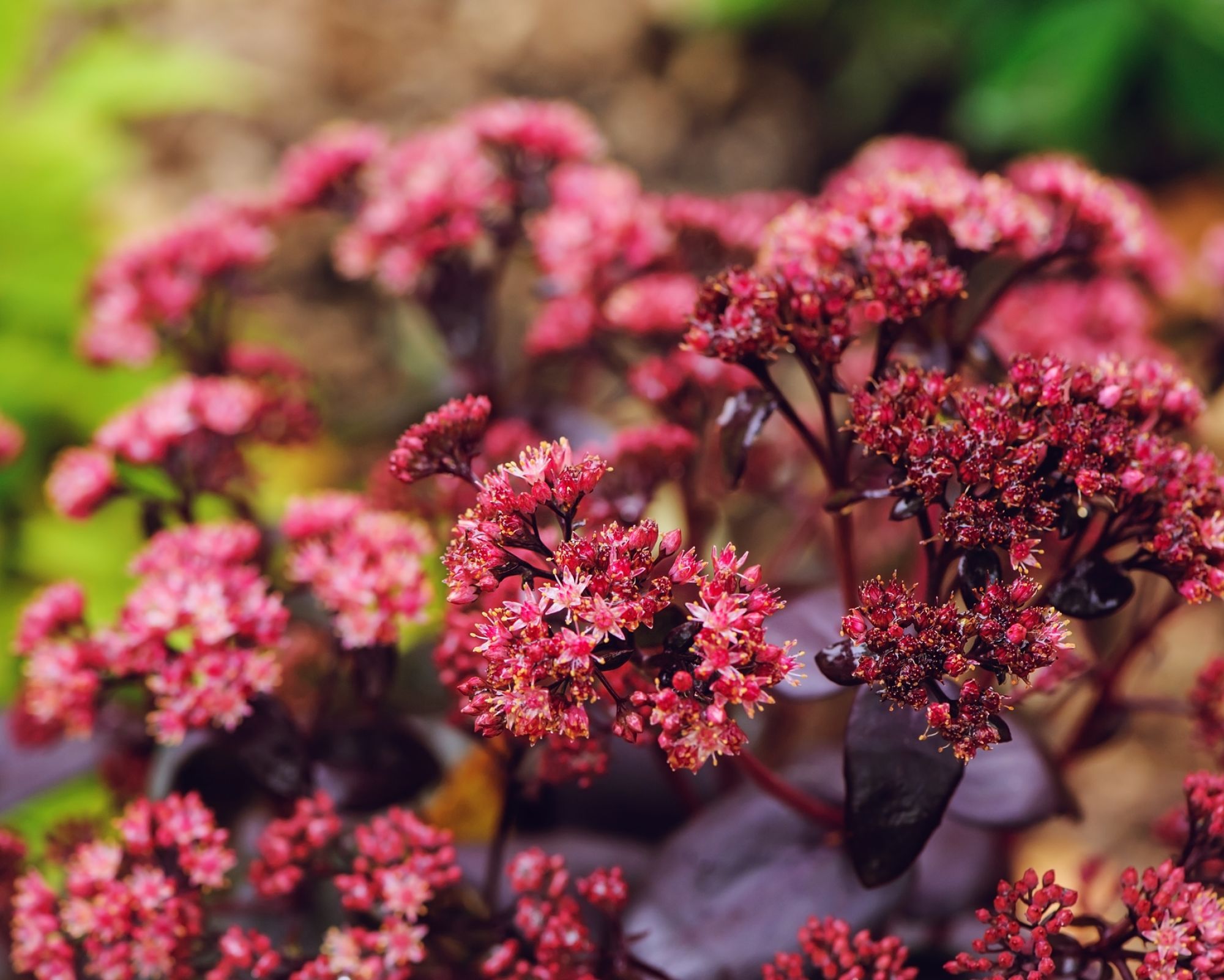 byliny kwitnące jesienią