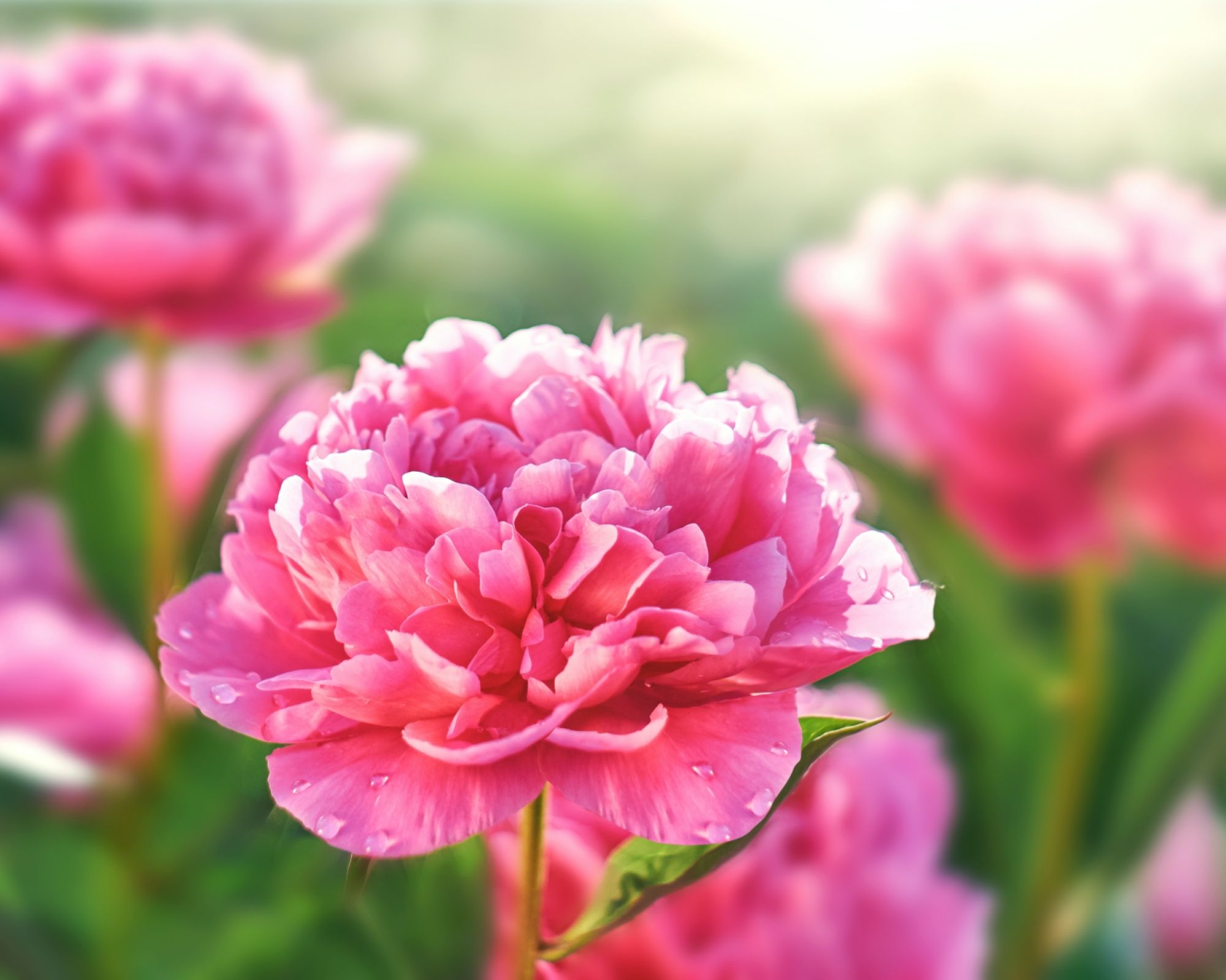 piwonia peonia