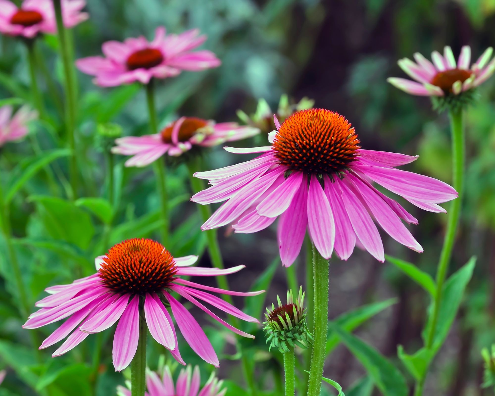 jeżówka echinacea