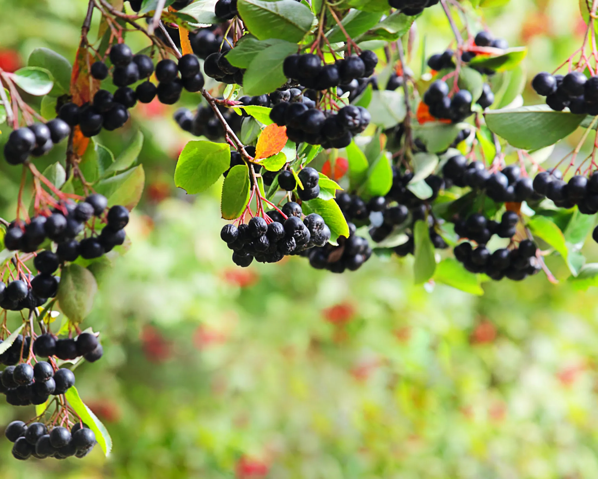 aronia właściwości uprawa i przepisy