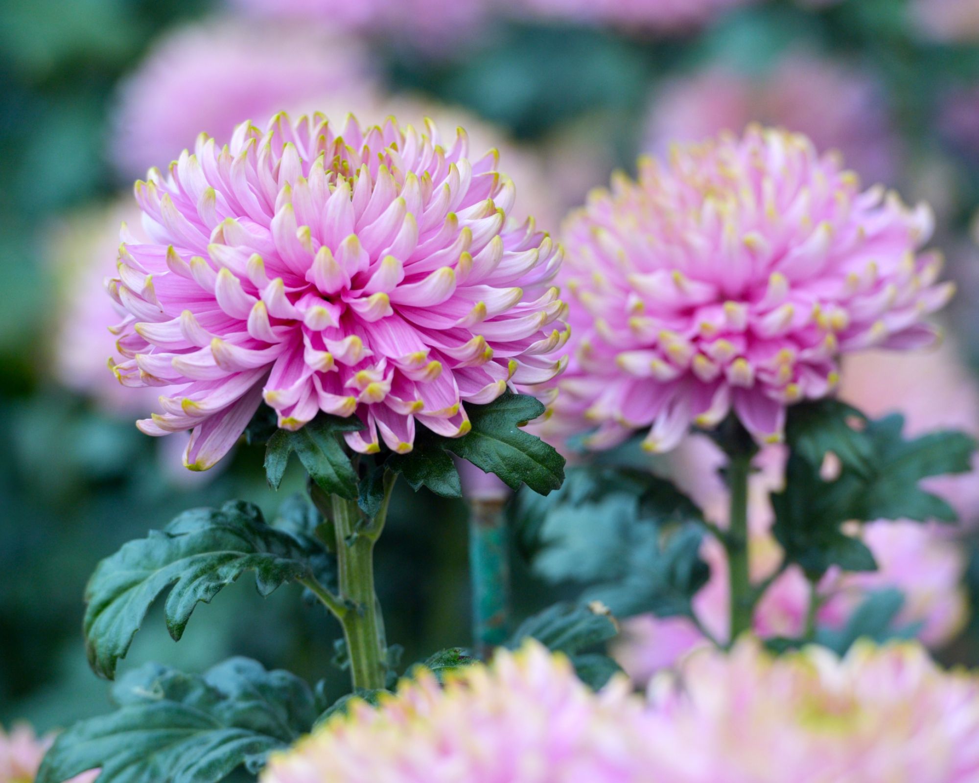 chryzantema złocień