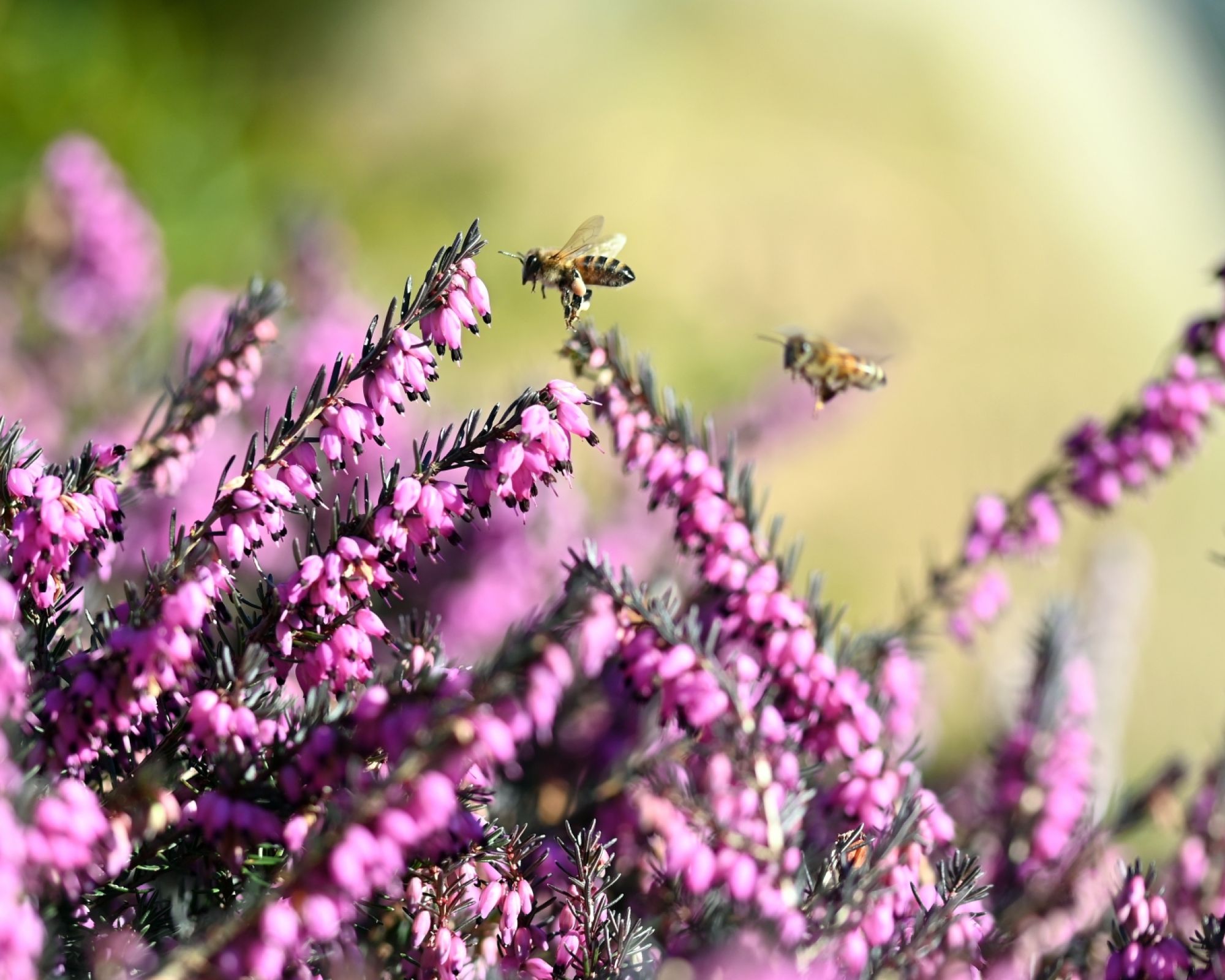 ogród przyjazny pszczołom