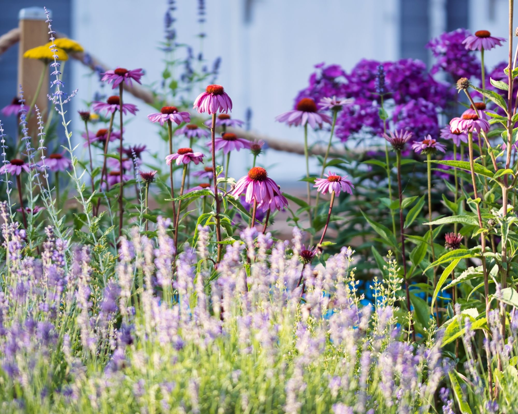 Rabaty przed domem – jak zaprojektować i czym obsadzić, by cieszyły oko cały rok?
