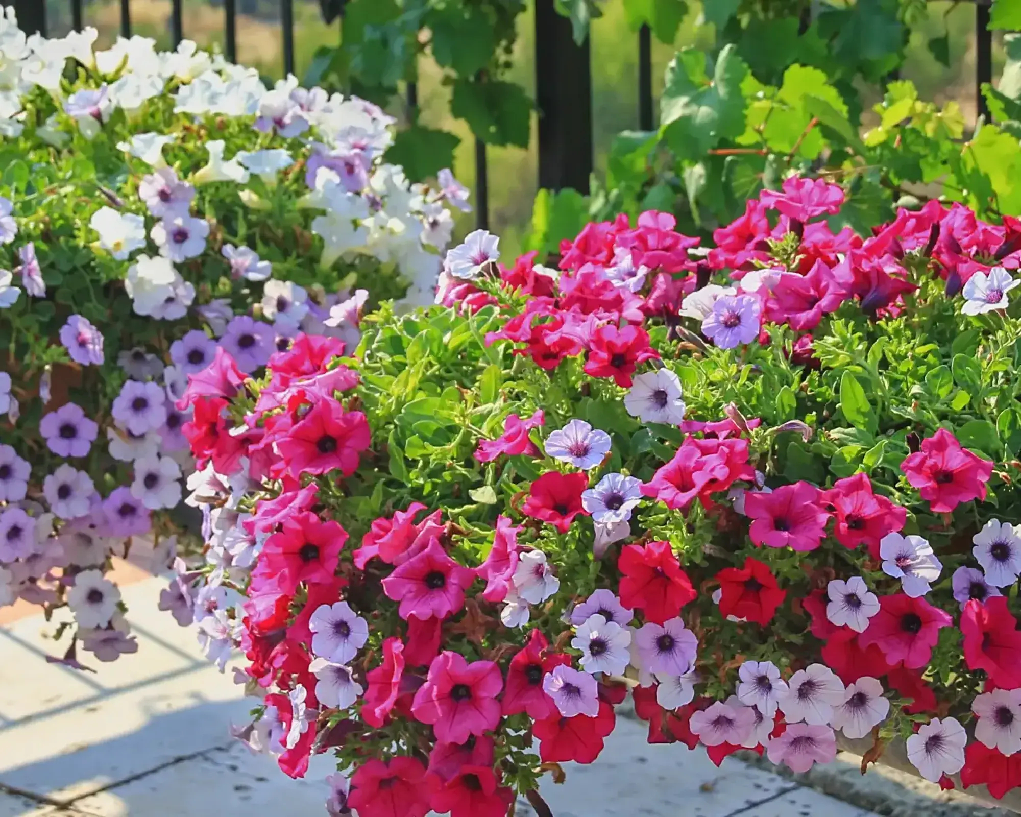 Zwisające kwiaty na balkon – które odmiany wyglądają najpiękniej i kwitną najdłużej?