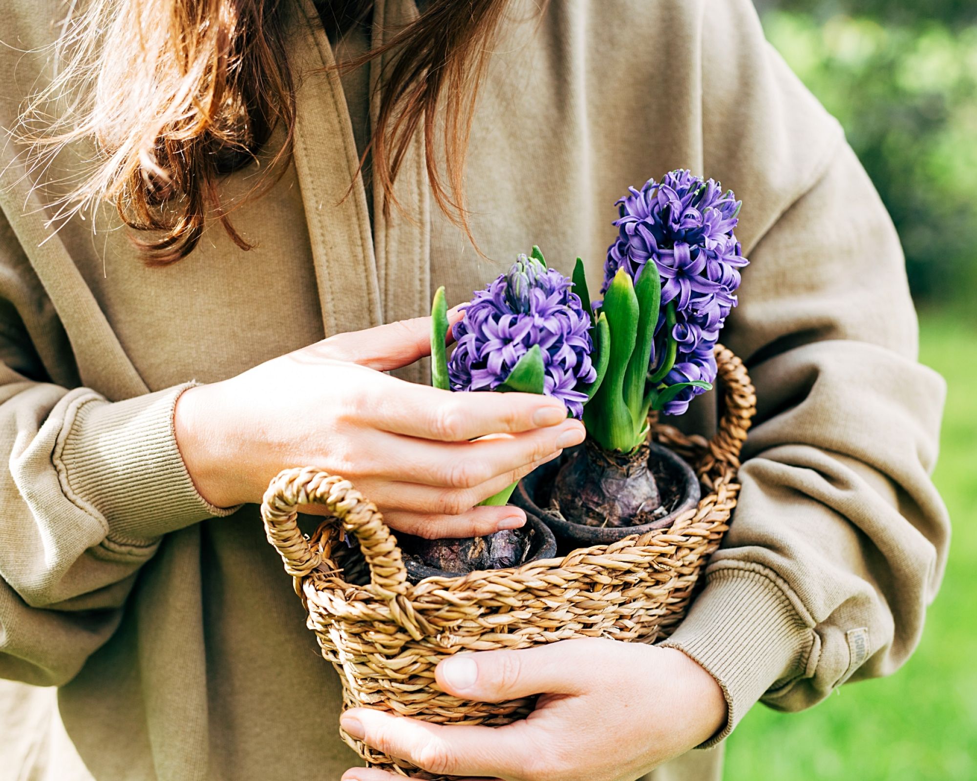 Hiacynt pięknie pachnie i czaruje kolorami! Sprawdź, jak go uprawiać w doniczce i w ogrodzie