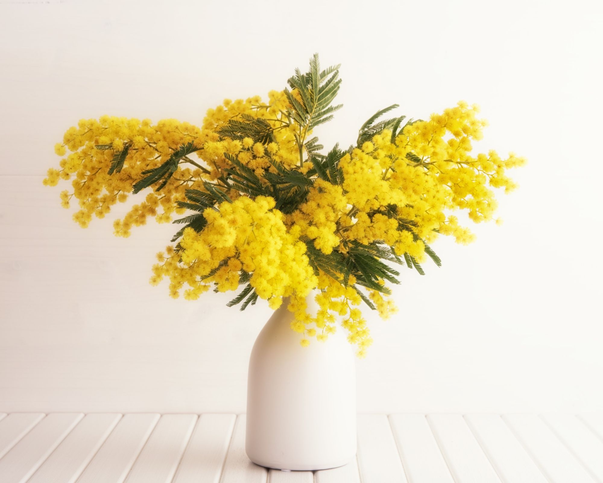 mimoza