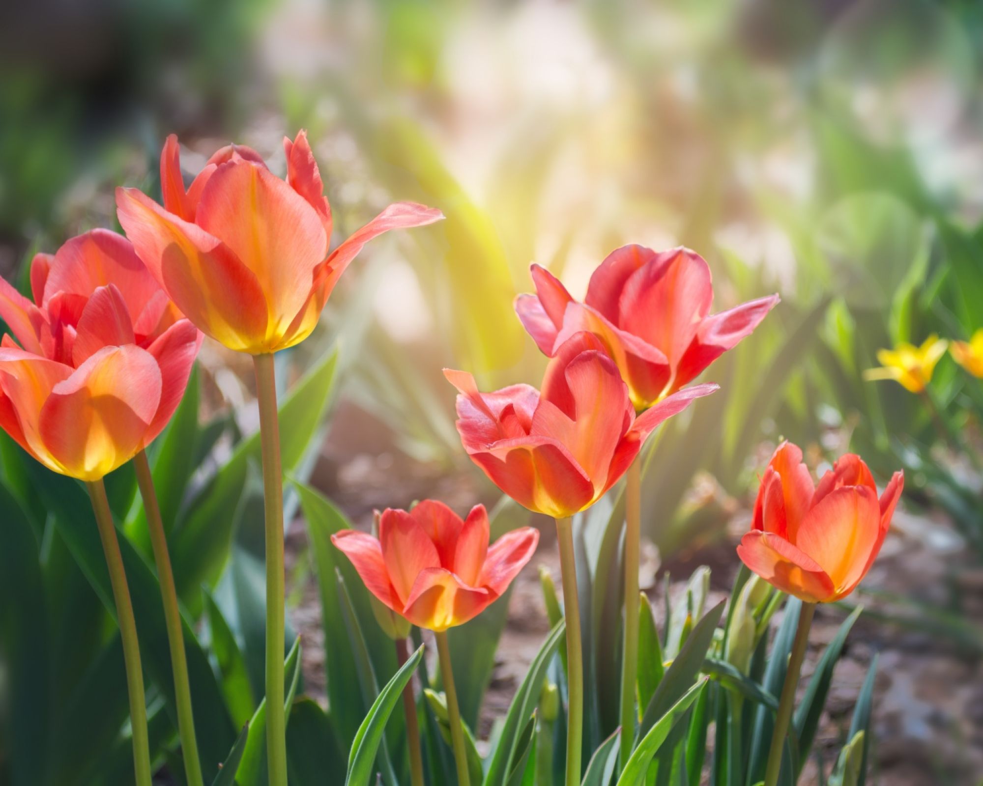 kiedy kwitną pierwsze tulipany