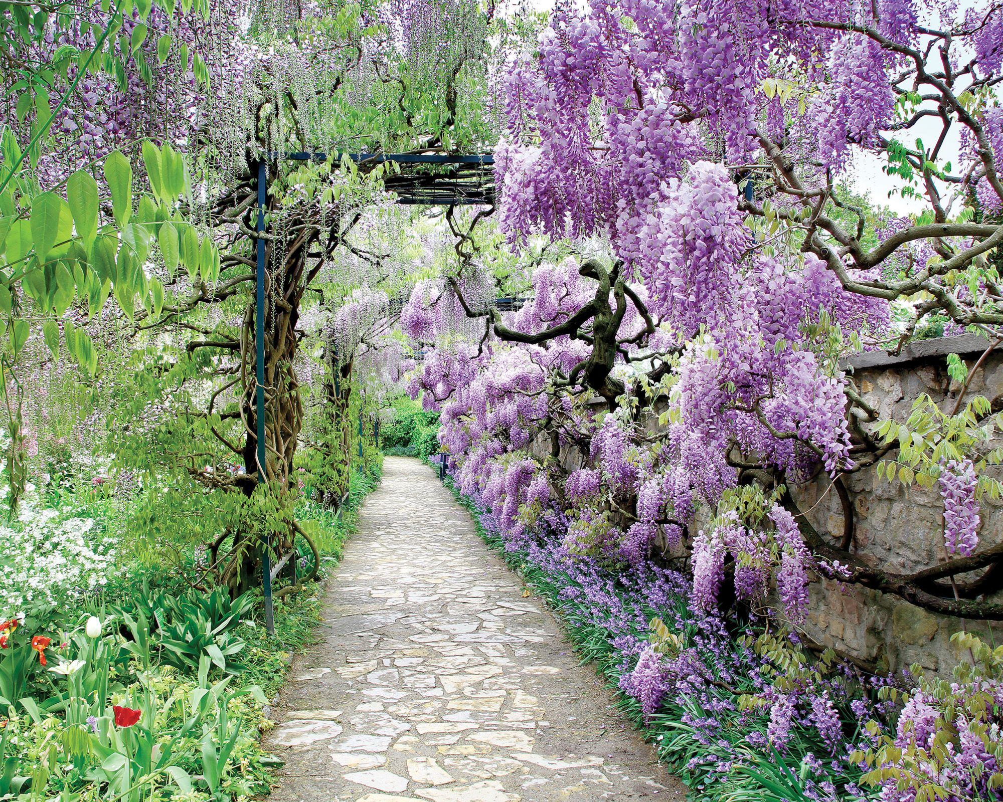 Wisteria Chińska. Czas na pnącza