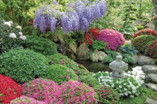 Przepis na ogród japoński? Kiście fioletowych glicynii i bzów oraz olbrzymie kępy misternie przyciętych azalii