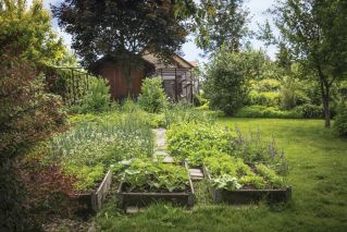 warzywnik w ogrodzie