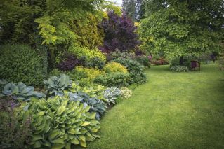 funkie hosty w ogrodzie