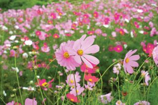 Kosmos podwójnie pierzasty