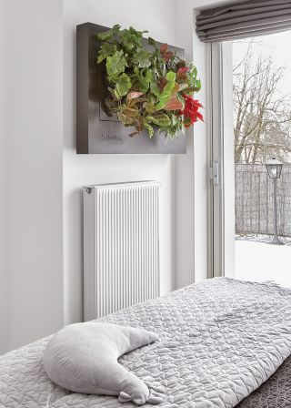 rośliny oczyszczające powietrze