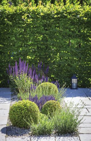 fioletowe rośliny ogrodowe