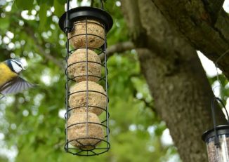 Karmnik dla ptaków na kule