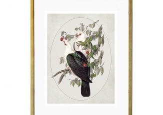 Ilustracja ptaki białogłówki