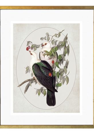 Ilustracja ptaki białogłówki