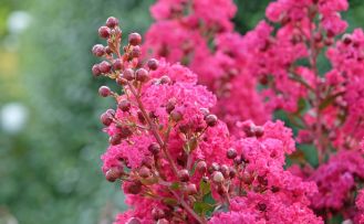 lagerstremia indyjska
