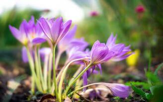 zimowit jesienny sadzenie pielęgnacja i kwitnienie