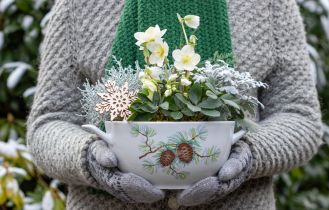 rośliny kwitnące zimą