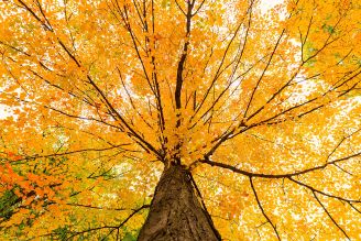 rośliny które najpiękniej przebarwiają się jesienią